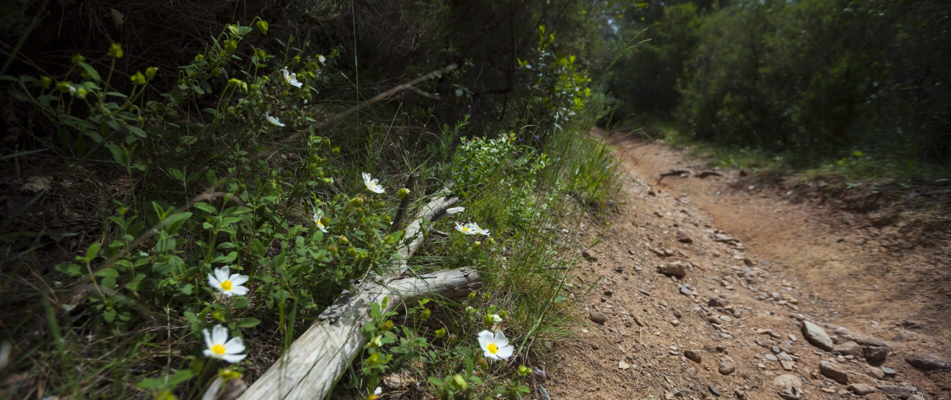 faju201600521-1097 Camí de bosc