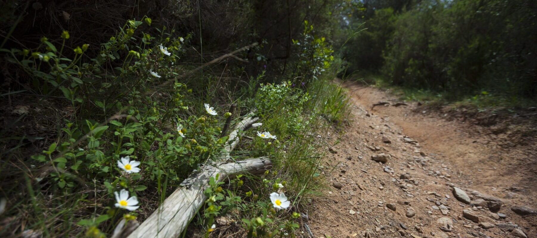 faju201600521-1097 Camí de bosc