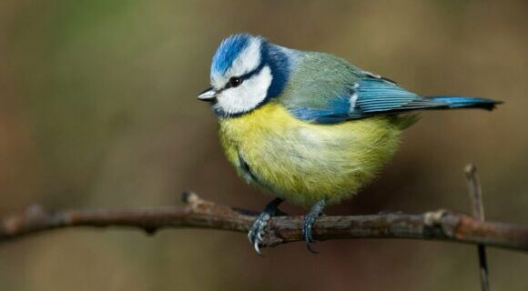 birding ter